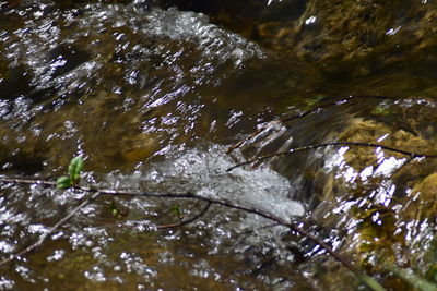 Close-up of turtle swimming in water