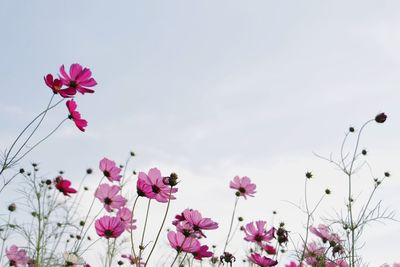 Low angle view of pink cosmos flowers