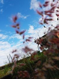 Close-up of flowers on plant against cloudy sky