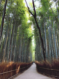 Arashiyama bamboo grove 