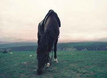 View of a dog on field