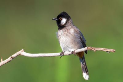 Close-up of bird perching on branch