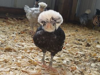 Rooster in farm