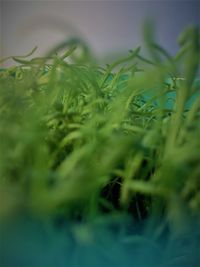 Close-up of fresh green grass