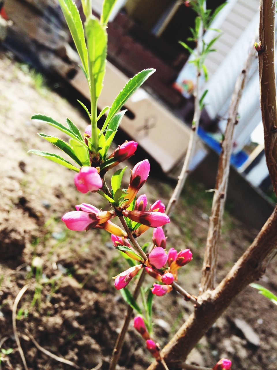 growth, flower, plant, focus on foreground, branch, leaf, nature, close-up, freshness, beauty in nature, pink color, tree, fragility, stem, twig, outdoors, day, selective focus, no people, bud