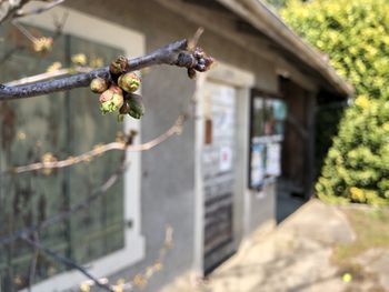 Close-up of flowering plant against building