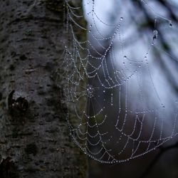 Close-up of wet spider web