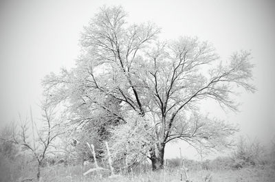 Bare tree against clear sky