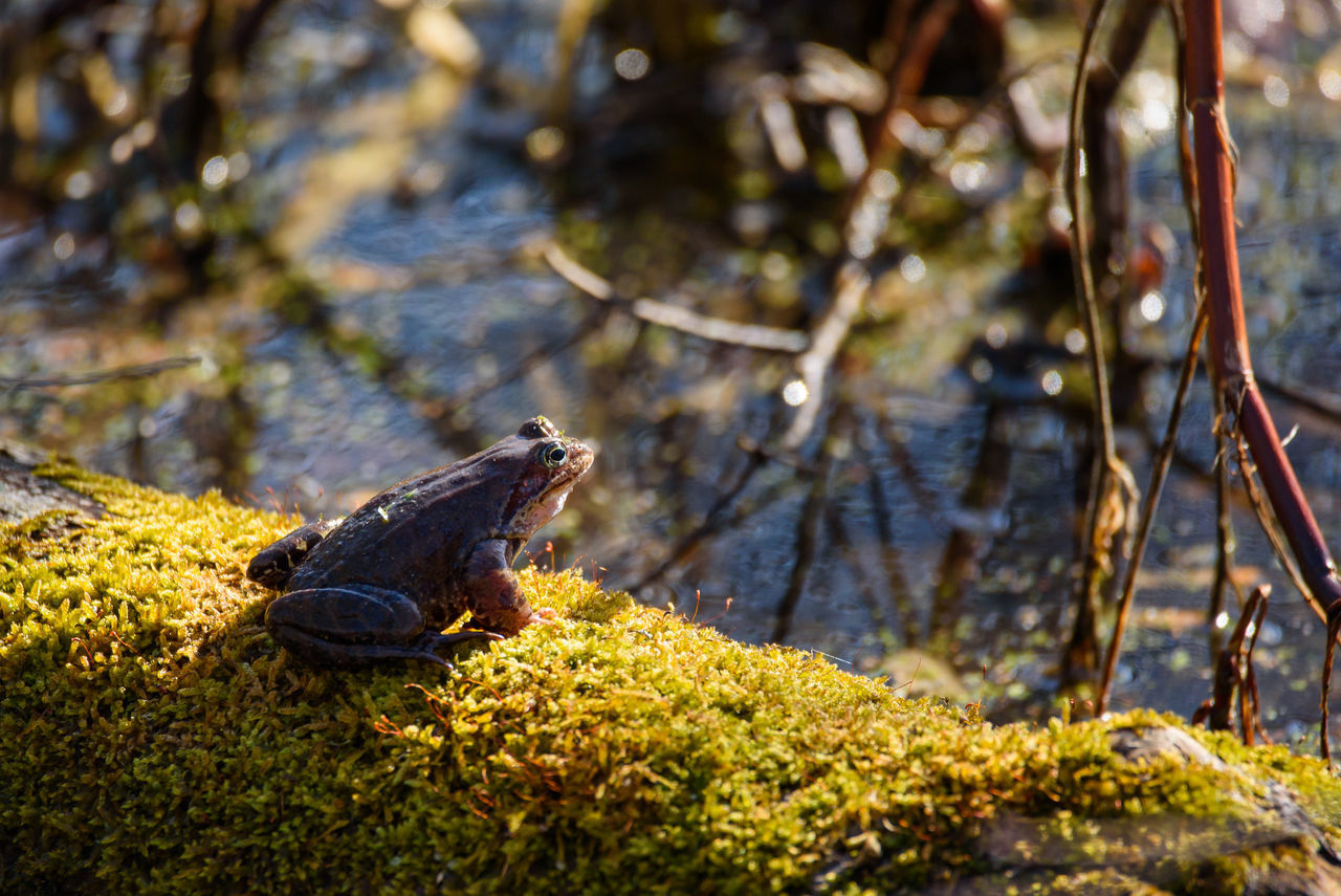 CLOSE-UP OF TURTLE IN A FOREST