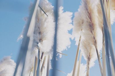 Close-up low angle view of pampas grass against sky