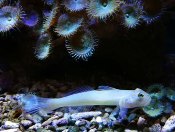 Close-up of fish swimming in aquarium
