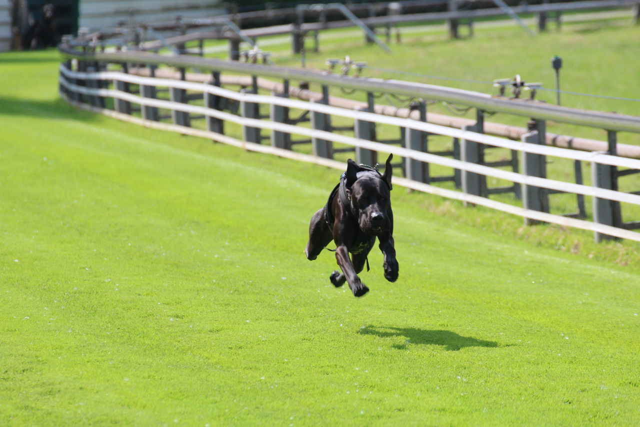 domestic animals, animal themes, black color, dog, grass, mammal, pets, green color, running, no people, outdoors, field, day, one animal, nature