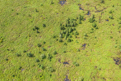 High angle view of lizard on field