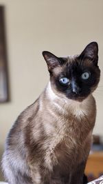 Close-up portrait of a cat looking away