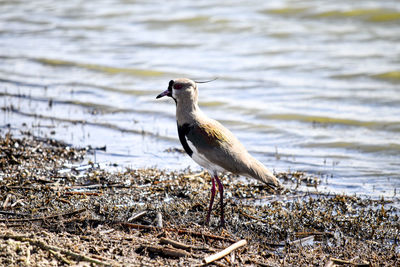 Close-up of bird perching on a land