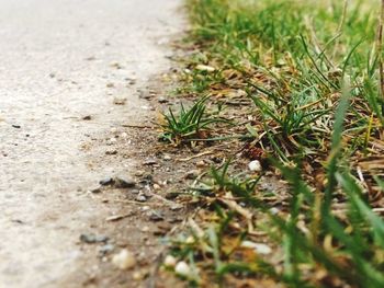 Close-up of grass on field