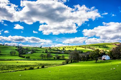 Scenic view of agricultural field against sky