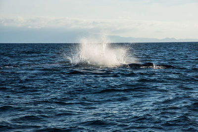 Humpback whale cavorting near islas marietas near bucerias bay, punta mita, mexico