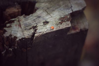 Close-up of lizard on tree stump