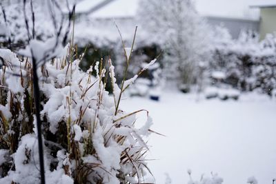 Close-up of snow covered plants on land
