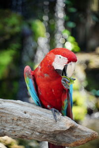 Close-up of parrot perching on branch