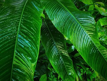 Close-up of green leaves