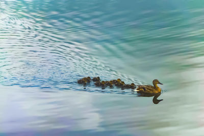 High angle view of duck with ducklings swimming in lake