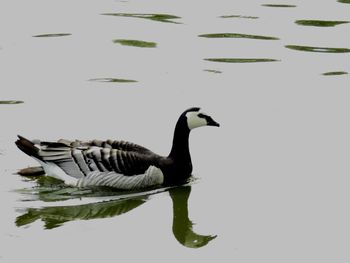 Duck swimming in lake