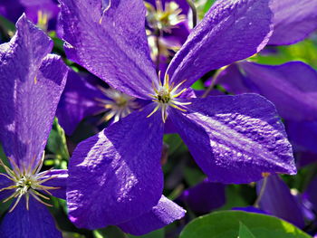 Close-up of purple flowers blooming outdoors