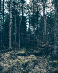 Trees in forest
