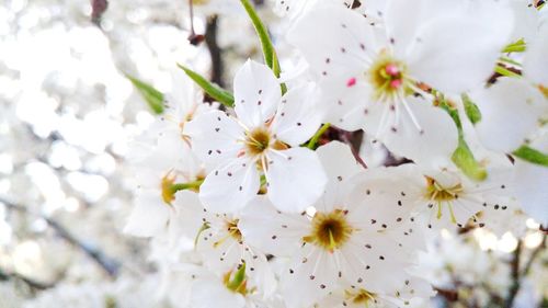 Close-up of white flowers