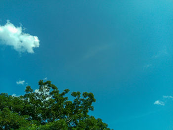 Low angle view of trees against blue sky