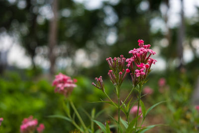 Close-up of pink flowering plant