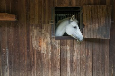 White horse in stable