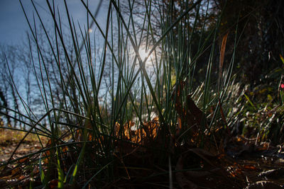 Close-up of plants growing on land