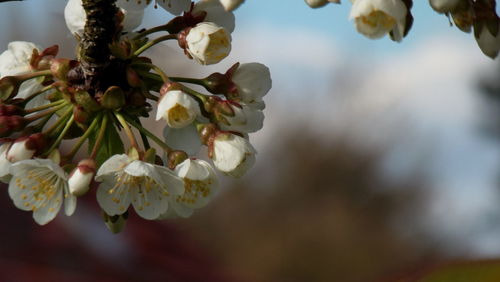 Close-up of white cherry blossom tree