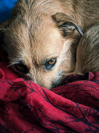 Close-up of a dog resting