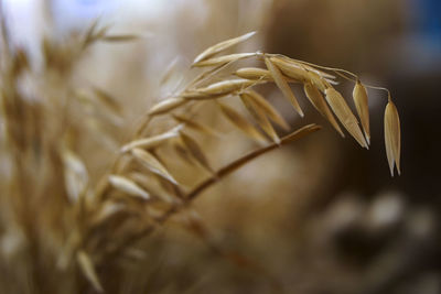 Close-up of wheat growing on field