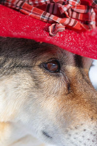Close-up of dog wearing hat
