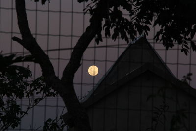 Low angle view of tree and building against full moon at night