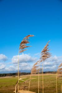 Crops growing on field against blue sky