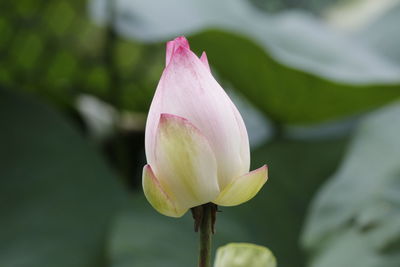 Close-up of pink water lily