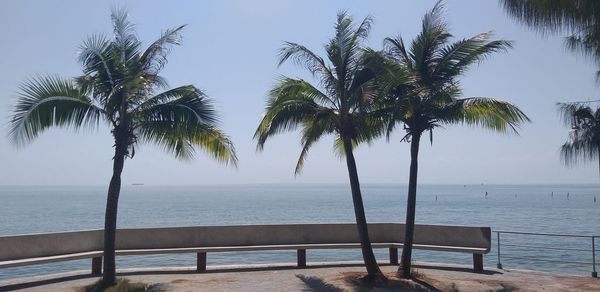 Palm trees by swimming pool against sky