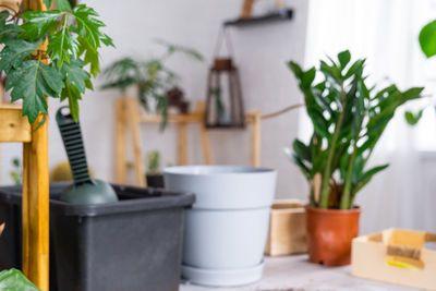 Close-up of potted plant on table