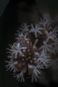 Close-up of plant against blurred background