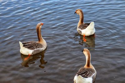 Ducks swimming in lake