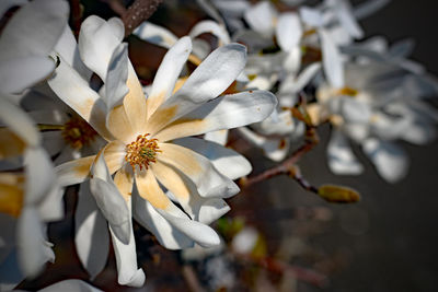 Close-up of white flowering plant