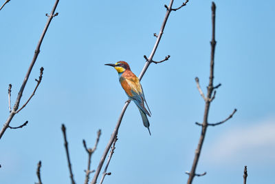 Low angle view of bird perching on branch against sky