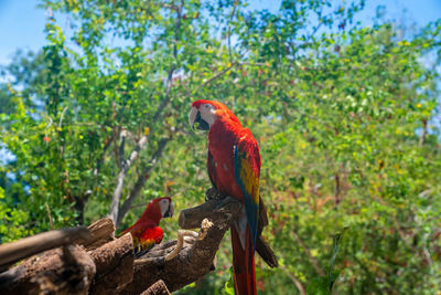 Two red macaw parrots perching on tree bark in xcaret ecotourism park