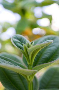 Close-up of green leaves on plant